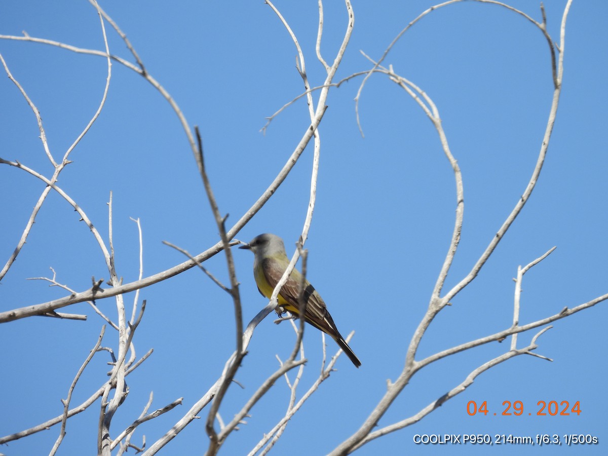 Western Kingbird - Joyce Michael