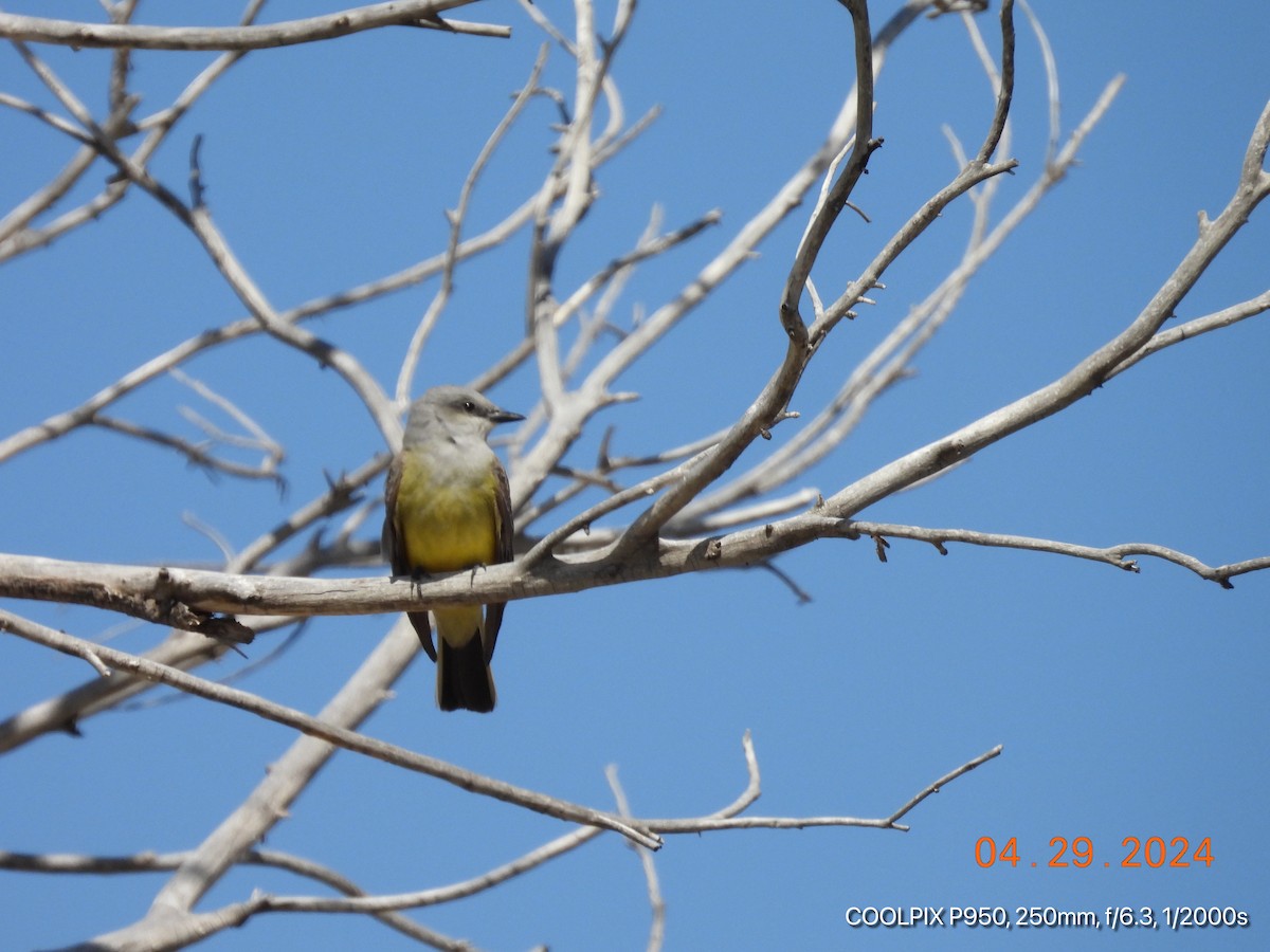 Western Kingbird - Joyce Michael