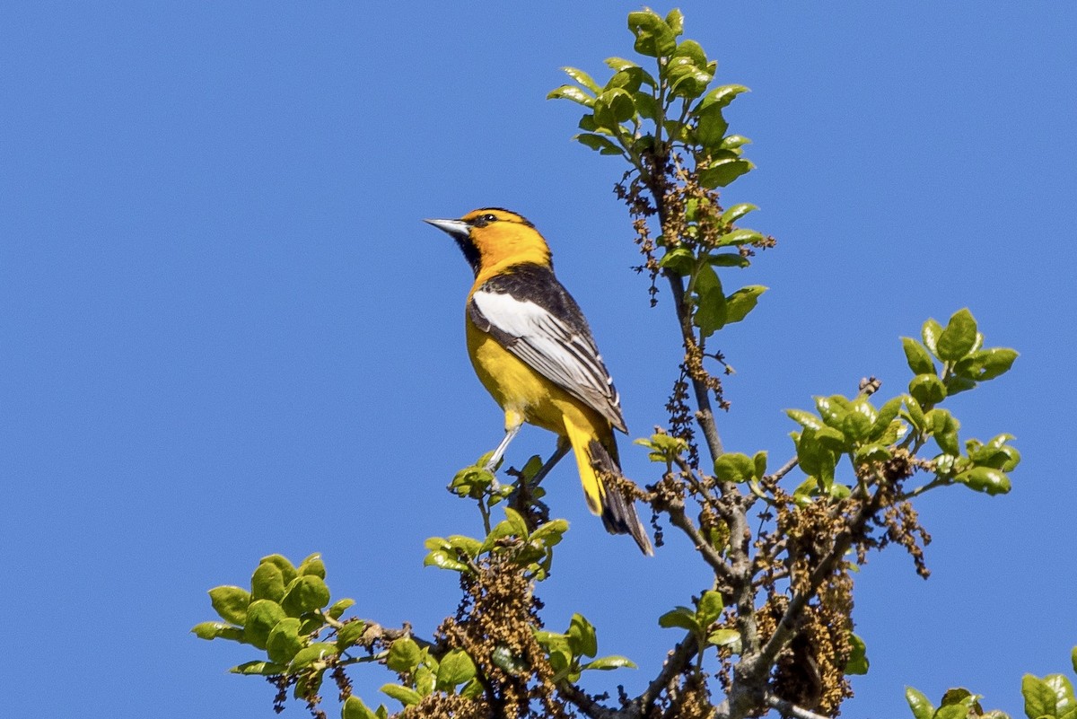 Bullock's Oriole - ML618177239