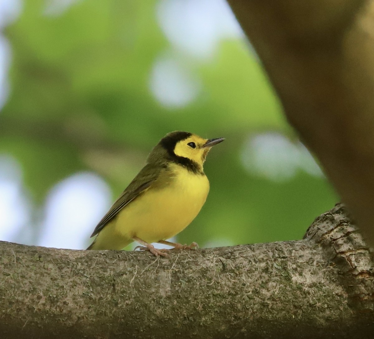 Hooded Warbler - ML618177285