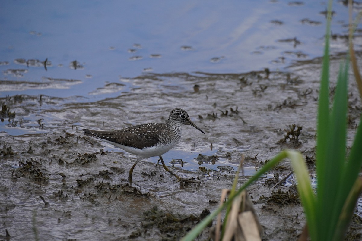 Solitary Sandpiper - ML618177296