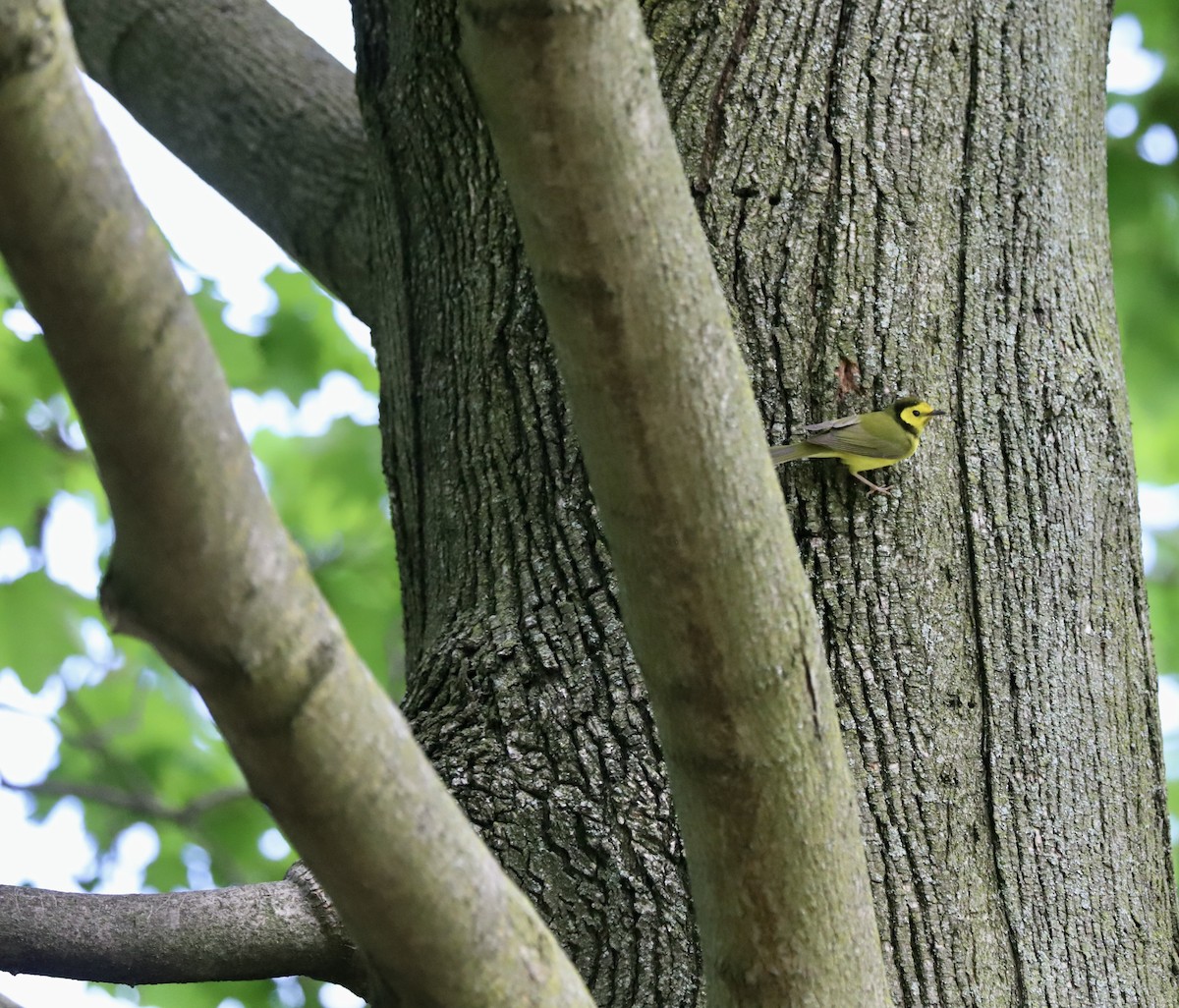 Hooded Warbler - Lenore Charnigo