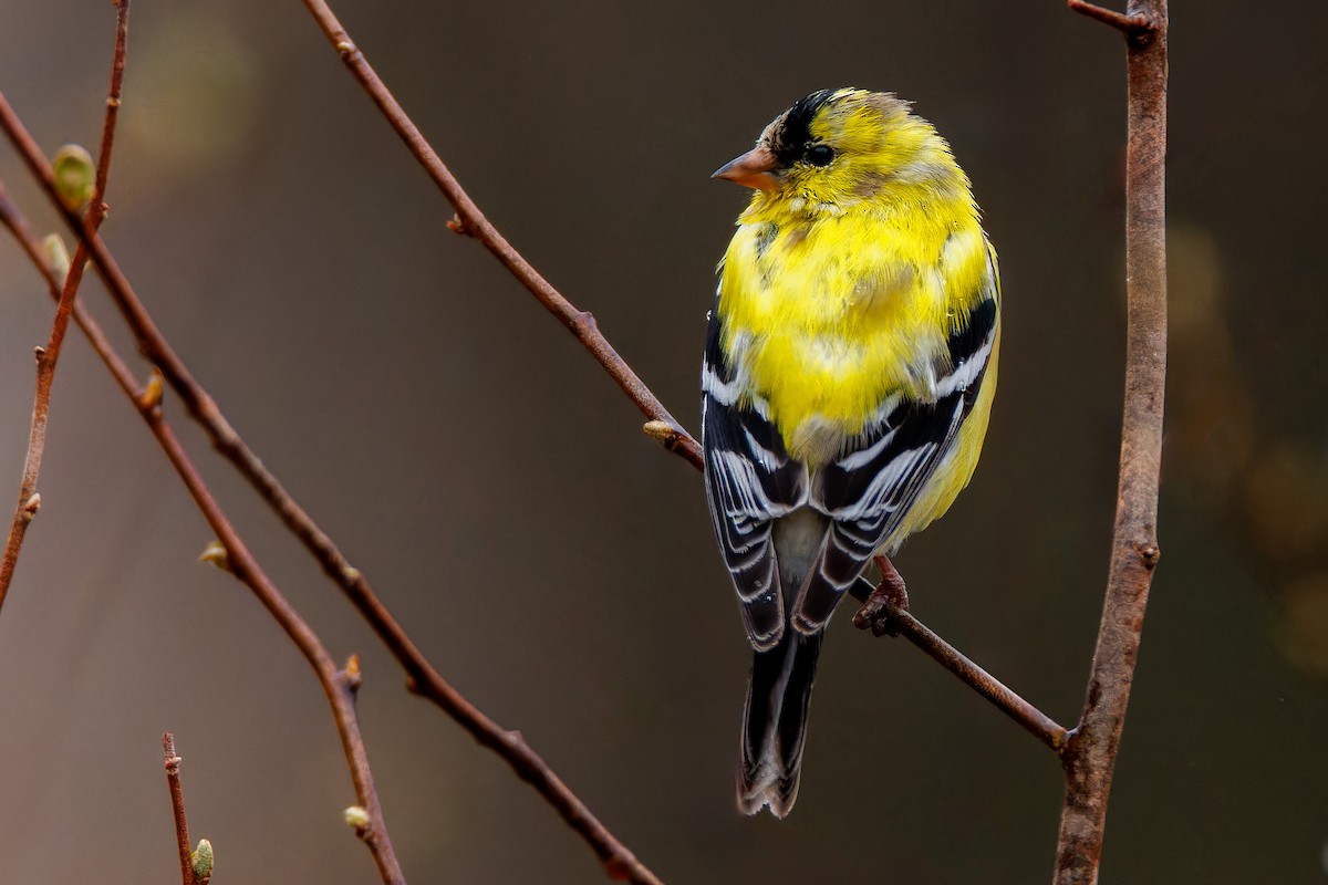 American Goldfinch - ML618177361