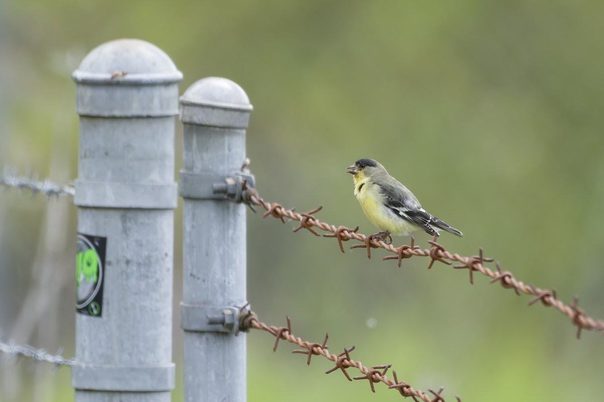 Lesser Goldfinch - Phil Thompson