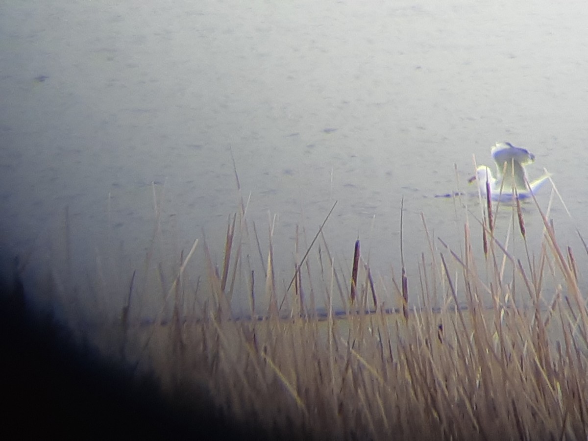 Ring-billed Gull - élaine bouchard