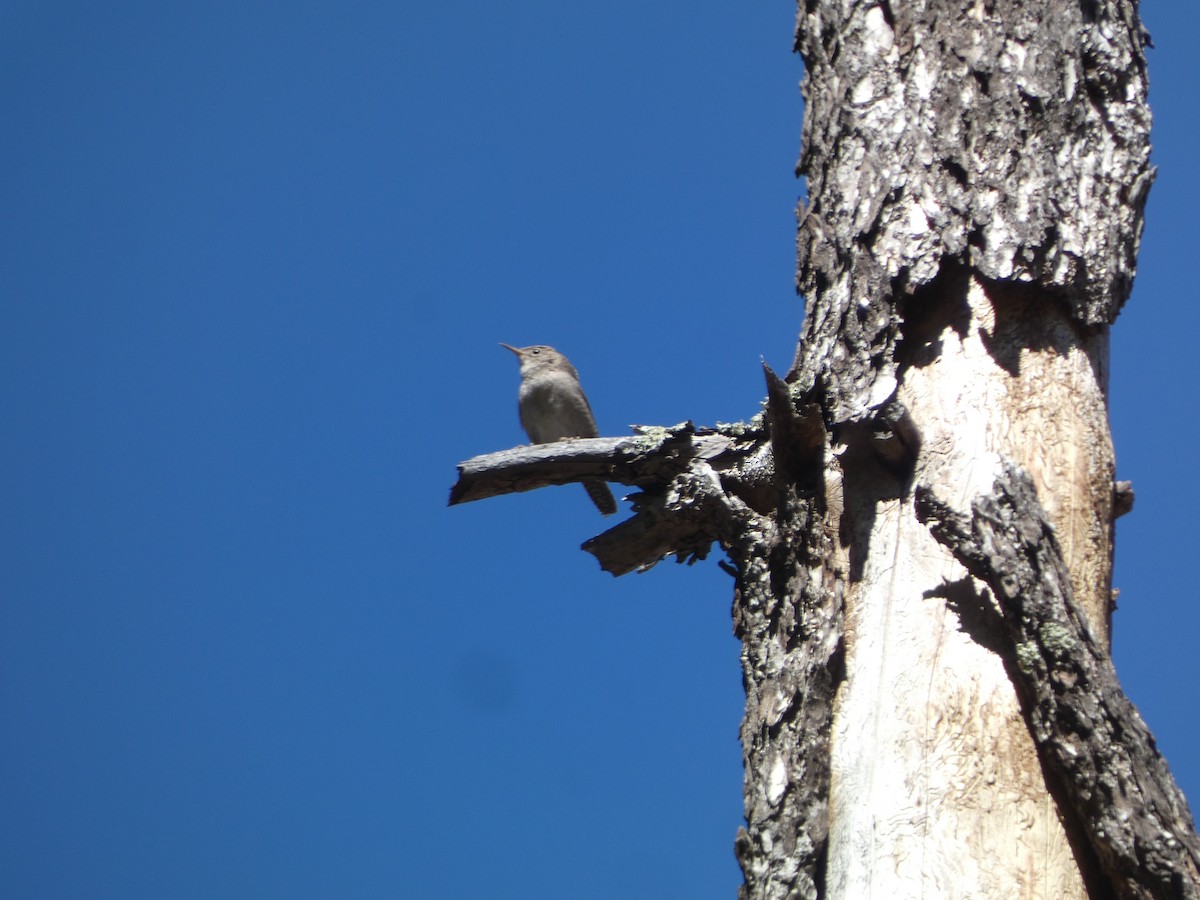 House Wren - Heidi Erstad