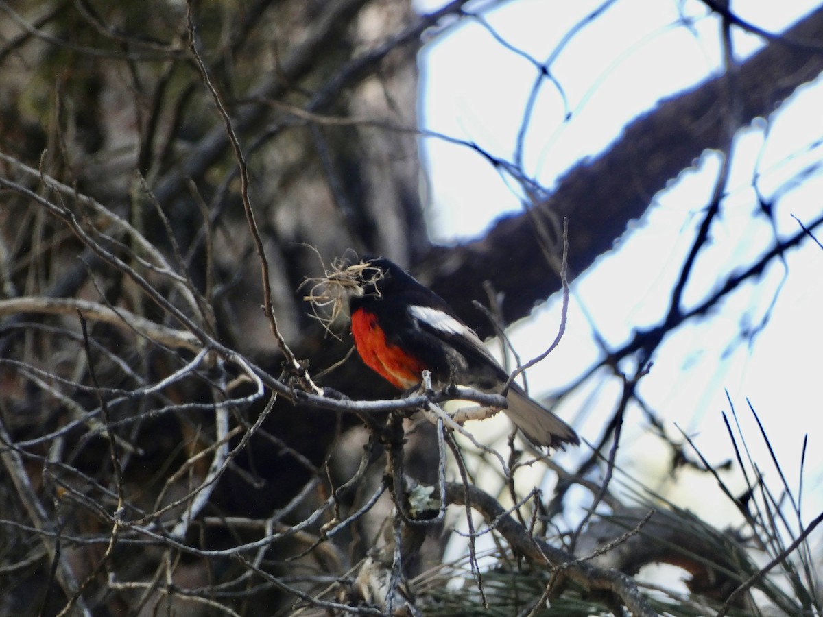 Painted Redstart - Heidi Erstad