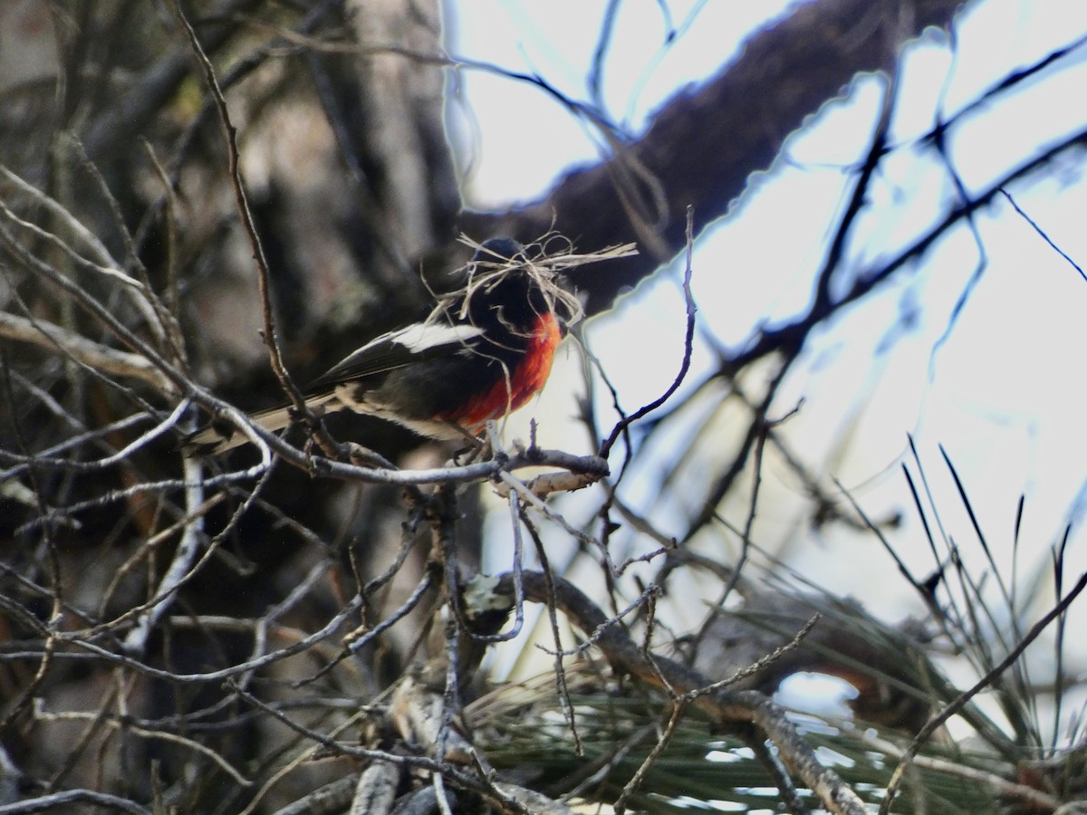 Painted Redstart - Heidi Erstad