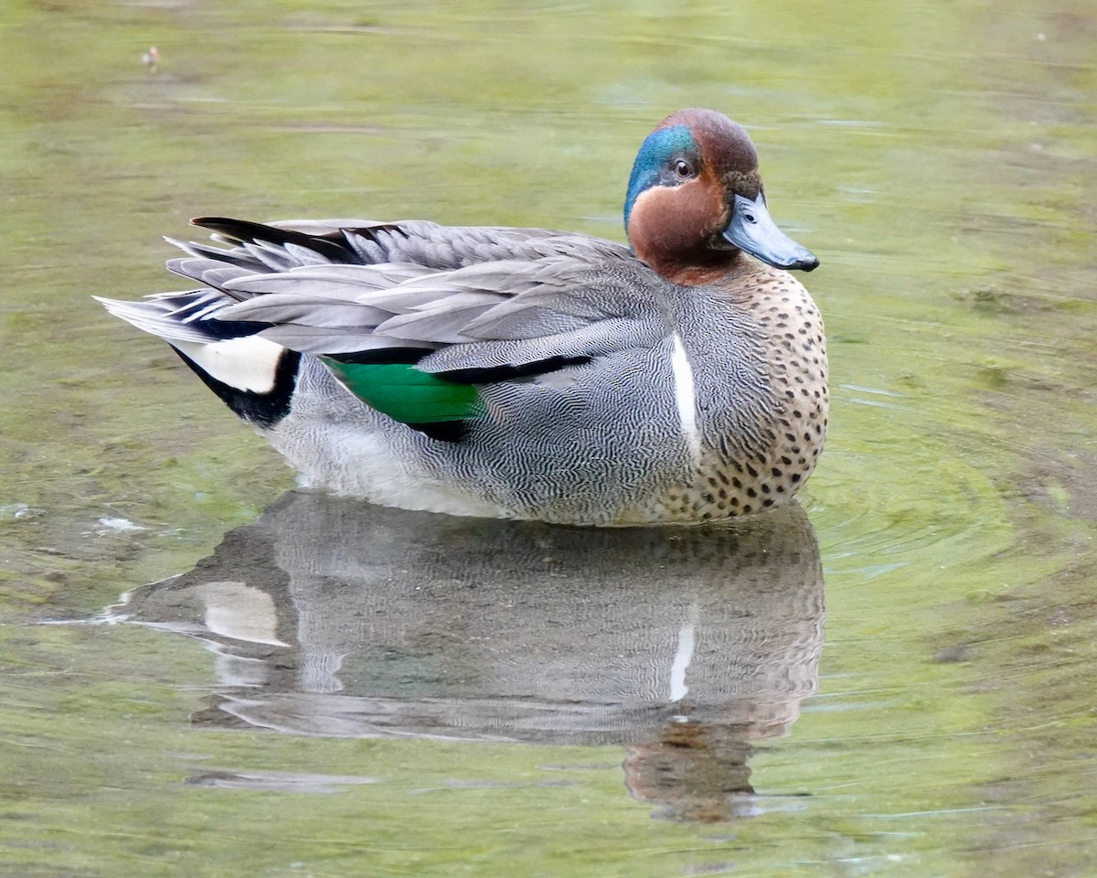 Green-winged Teal - ML618177456