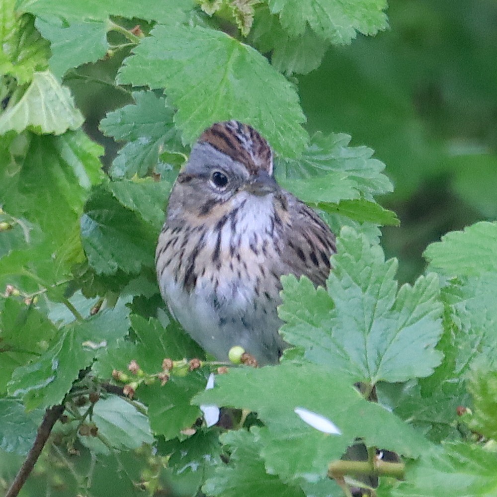 Lincoln's Sparrow - ML618177478