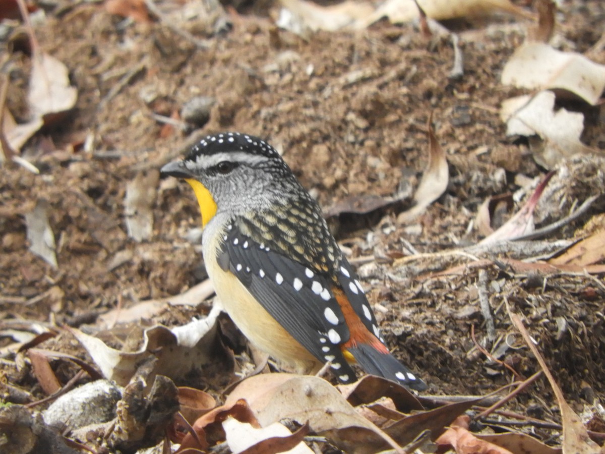 Spotted Pardalote - ML618177485
