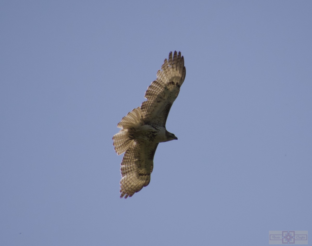 Red-tailed Hawk - ML618177497