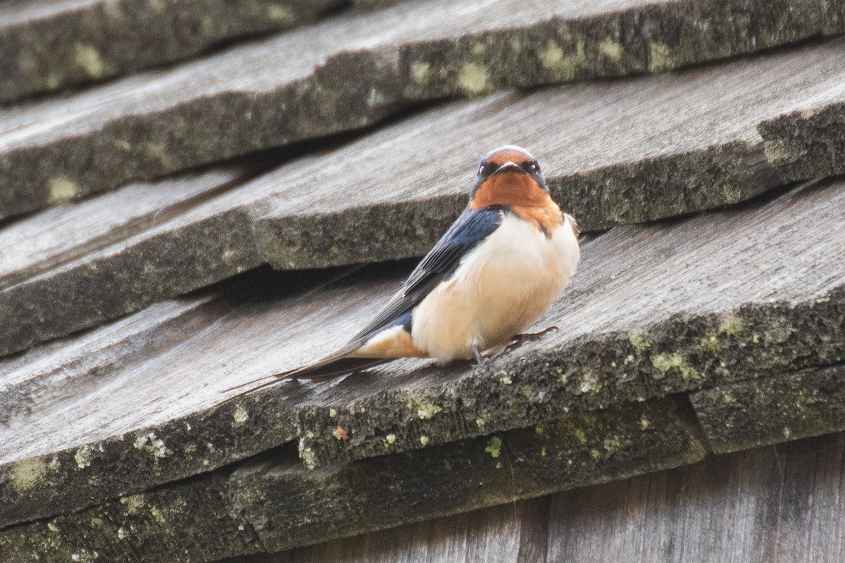 Barn Swallow - ML618177527