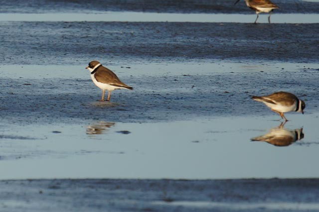 Semipalmated Plover - Harold Erland