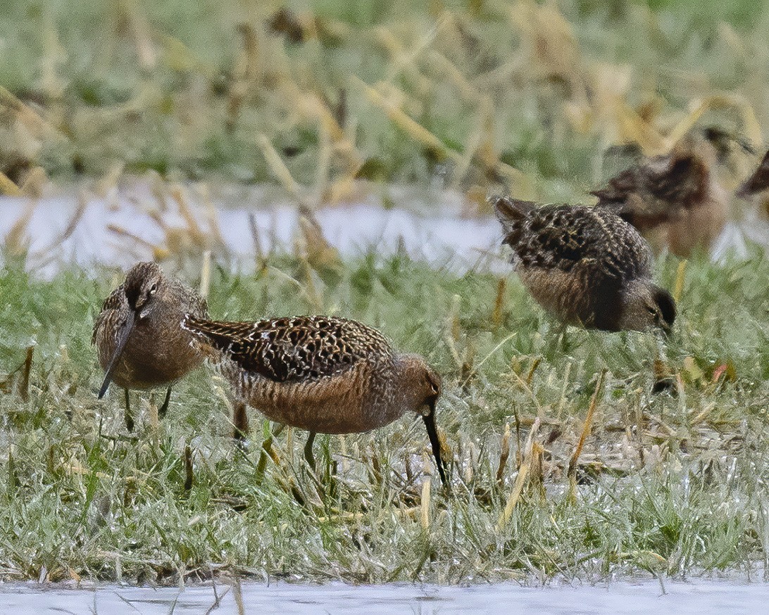 Long-billed Dowitcher - ML618177567