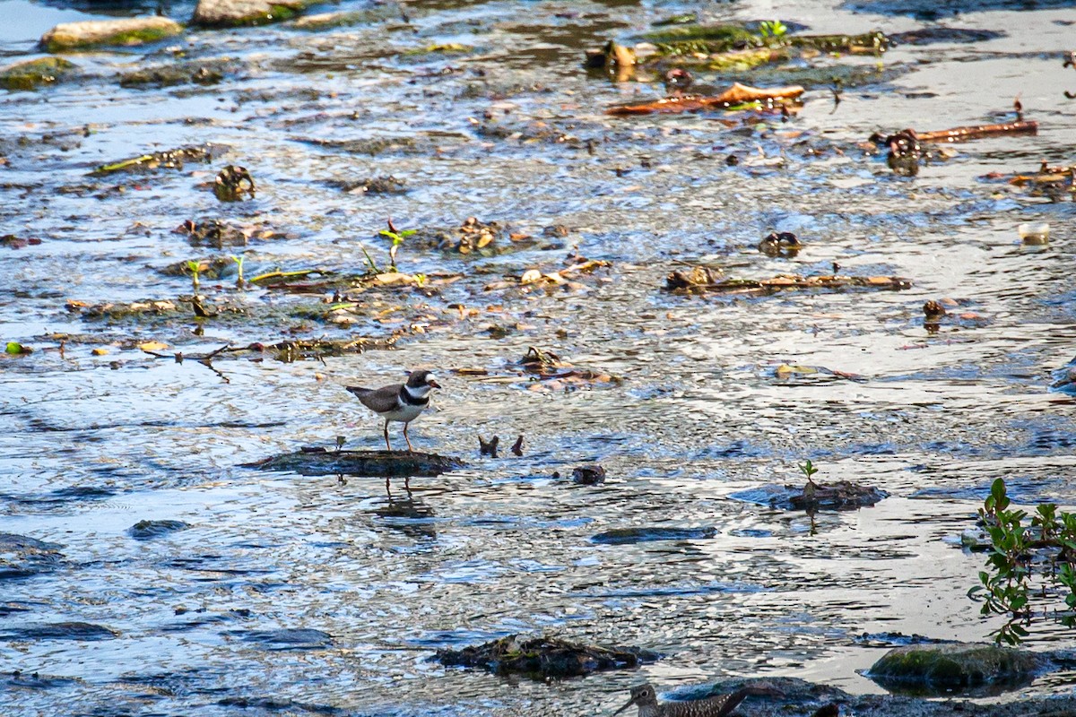 Semipalmated Plover - ML618177579