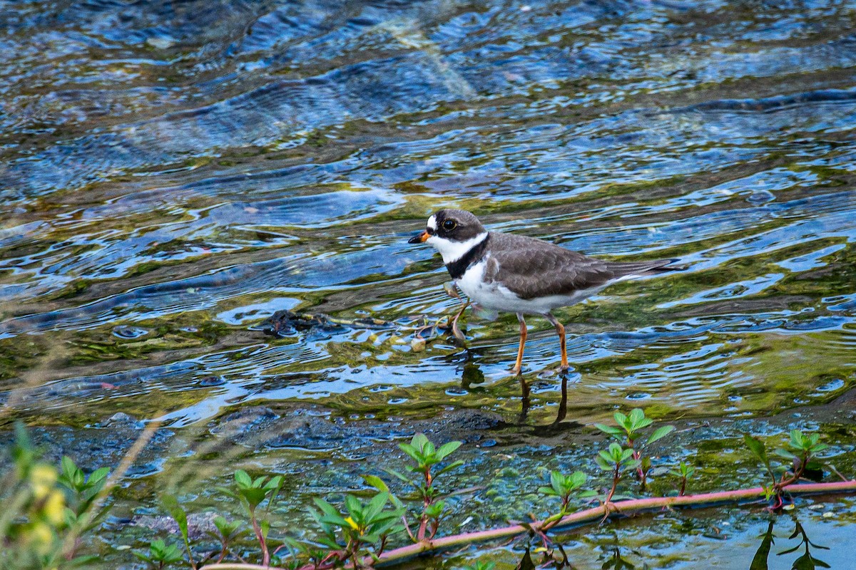 Semipalmated Plover - ML618177581