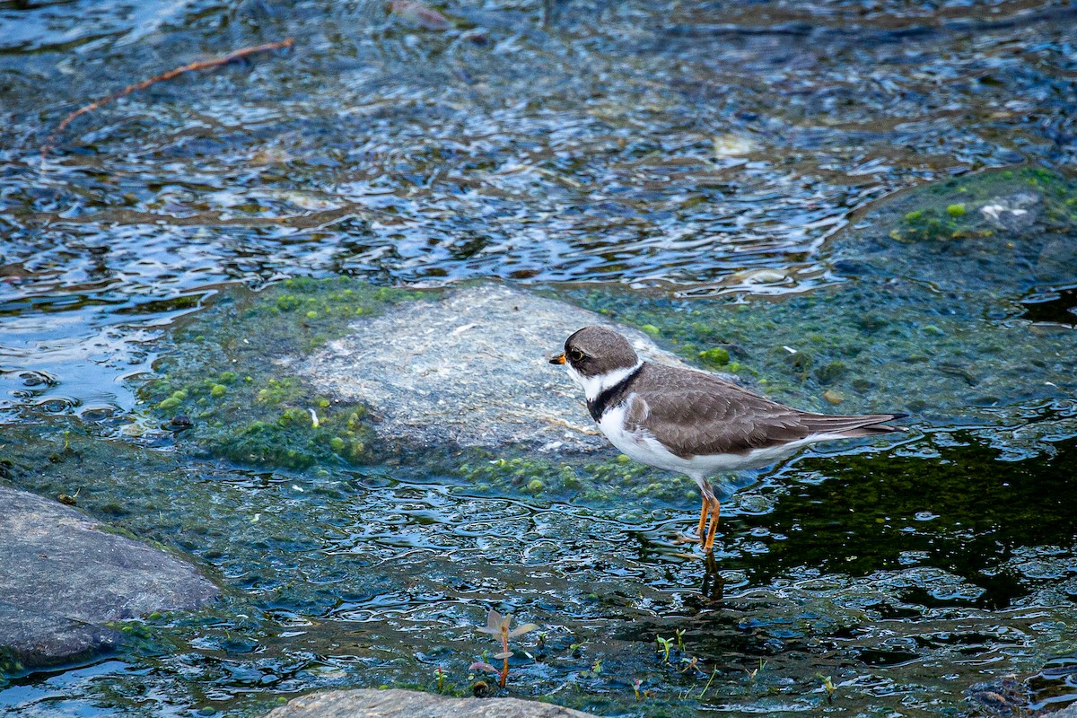 Semipalmated Plover - Francisco Russo