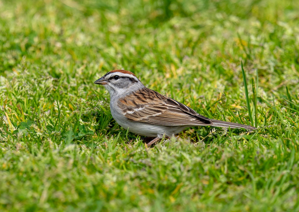 Chipping Sparrow - Scott Murphy