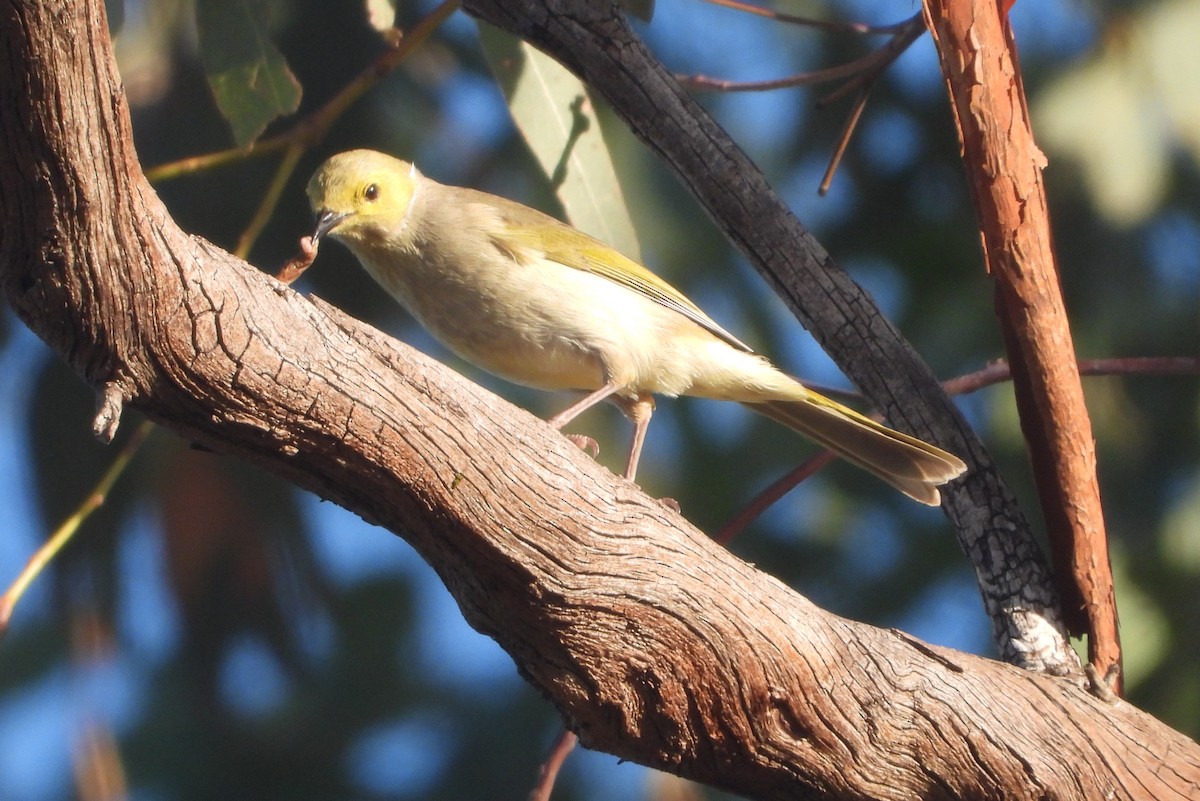 White-plumed Honeyeater - Rodney Macready