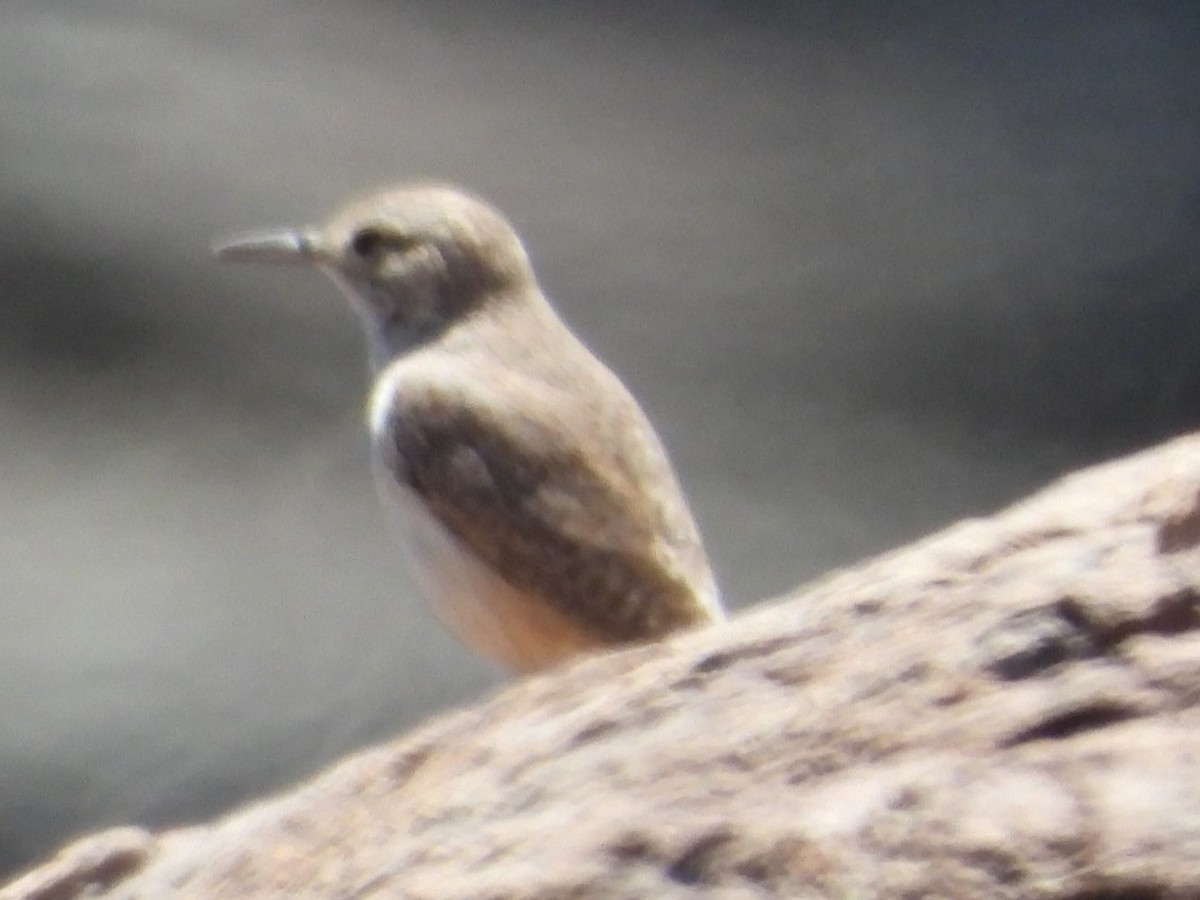 Rock Wren - ML618177635