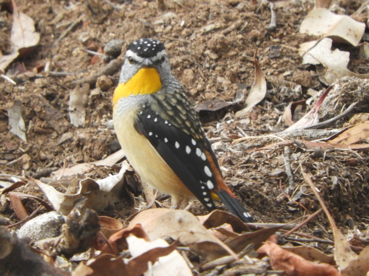 Spotted Pardalote - ML618177645