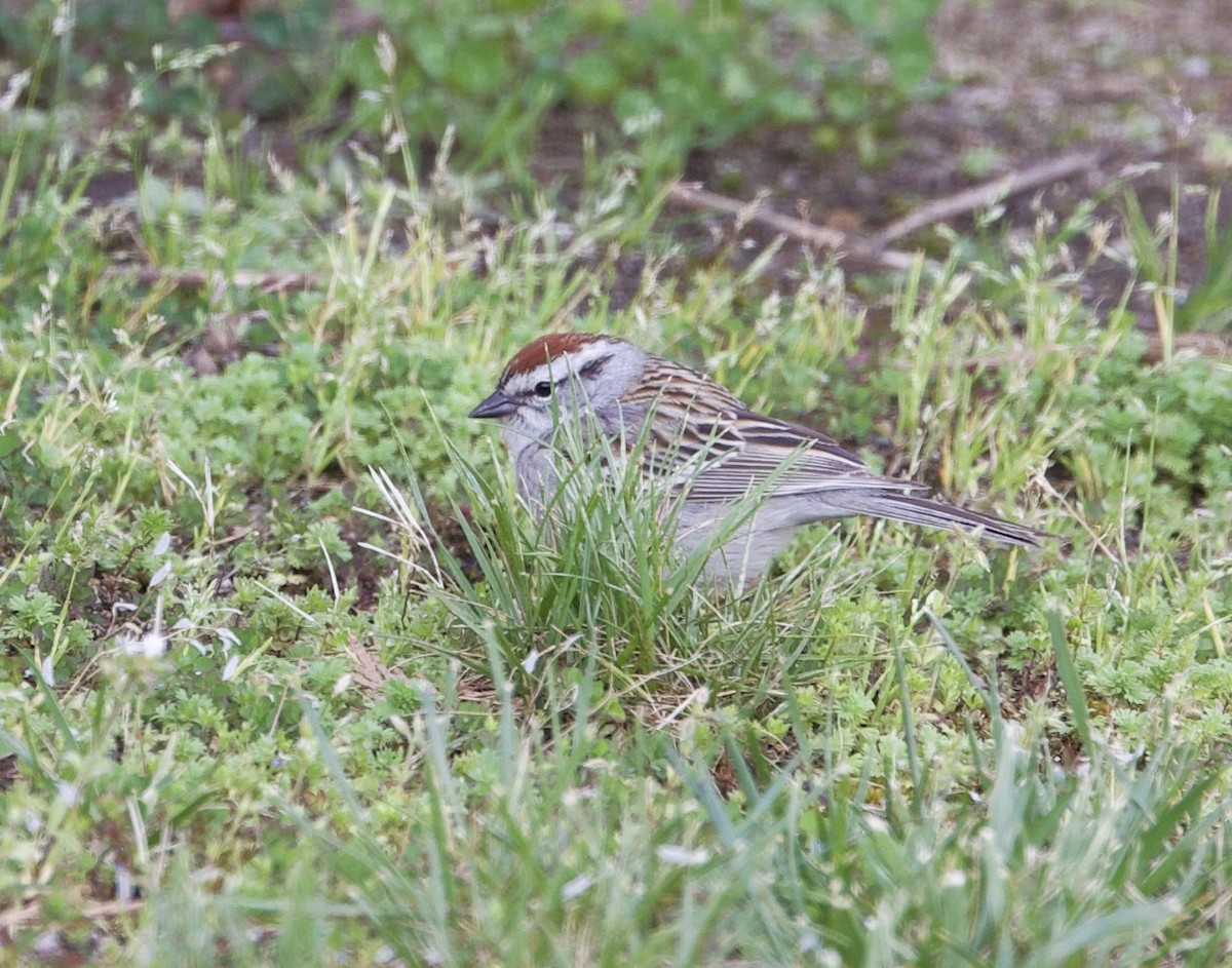 Chipping Sparrow - Sue Flecker