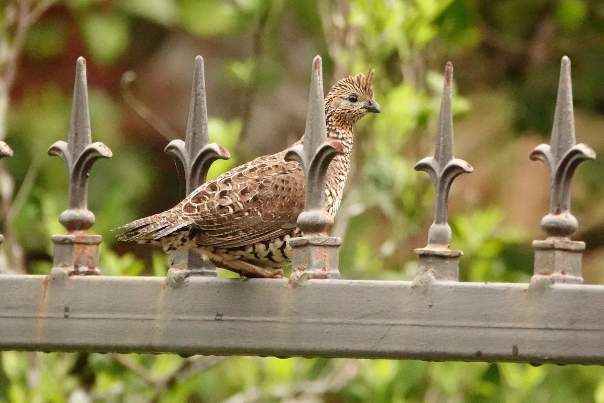 Crested Bobwhite - Betty Beckham