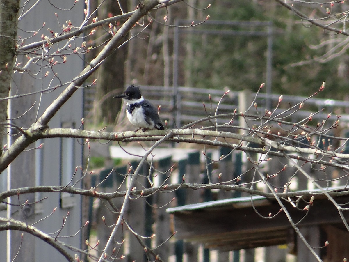 Belted Kingfisher - ML618177706