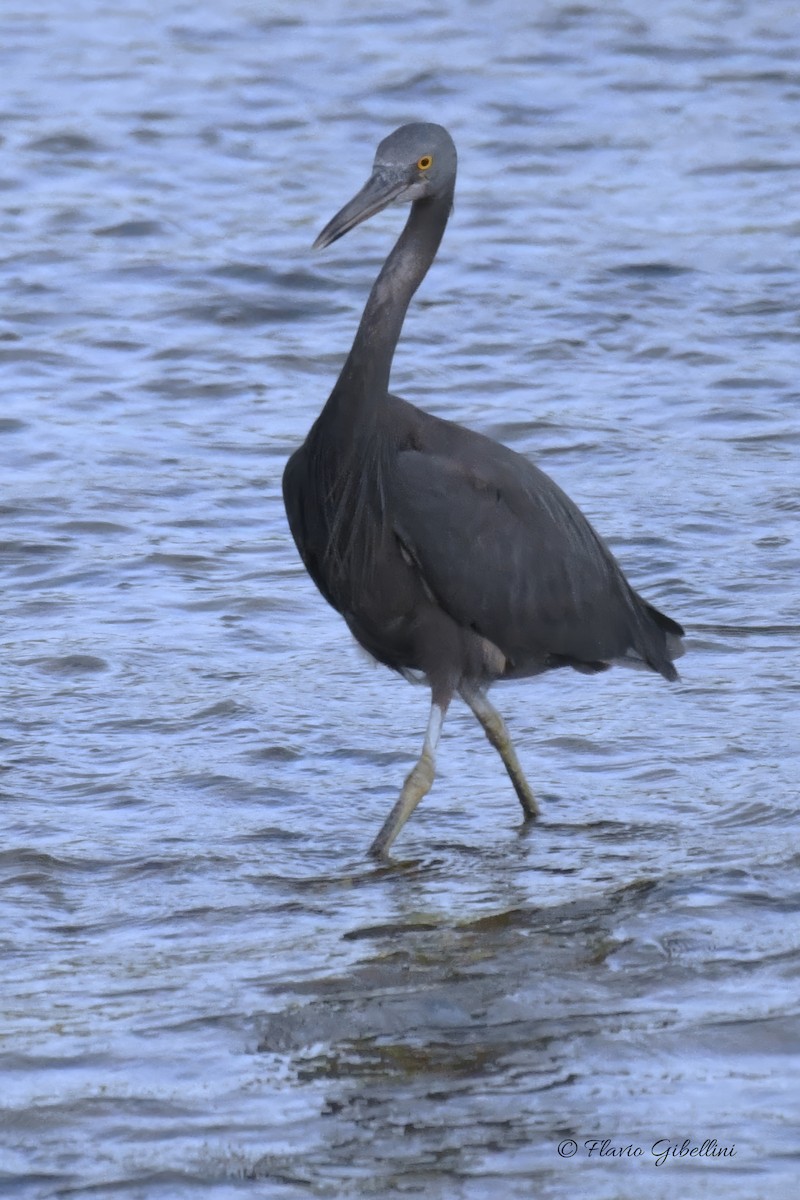 Pacific Reef-Heron - ML618177729