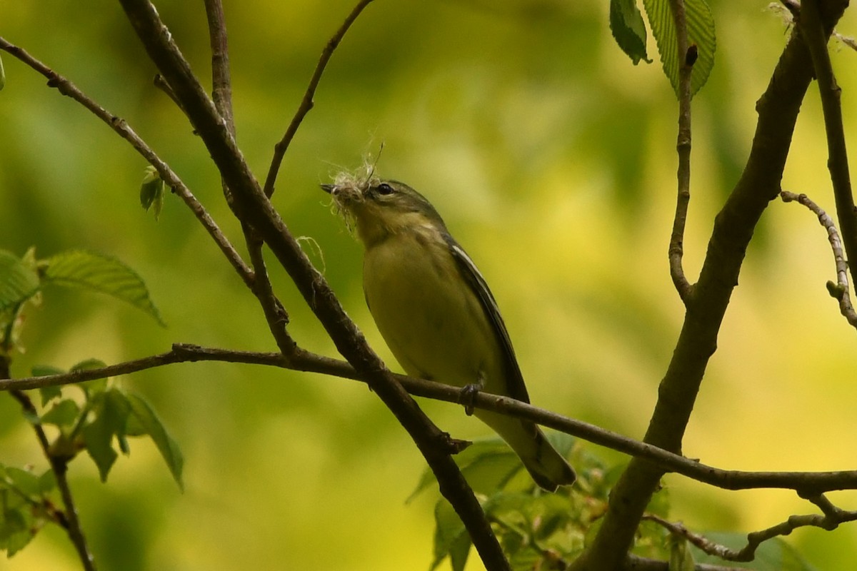 Paruline azurée - ML618177739