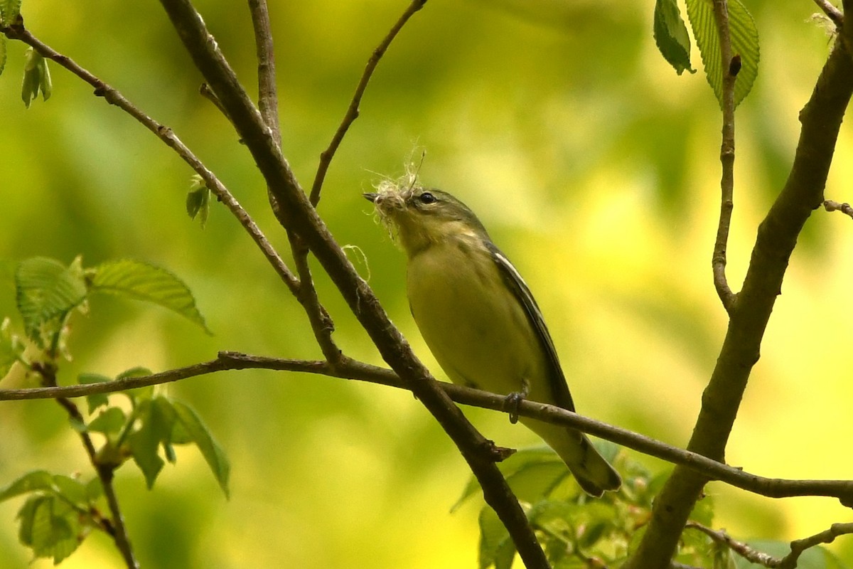 Paruline azurée - ML618177743