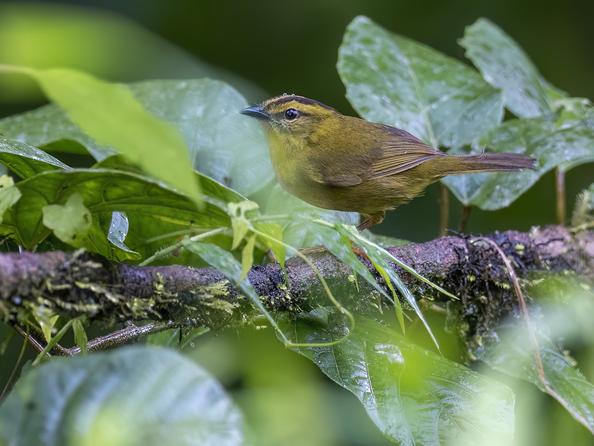 Choco Warbler - ML618177745