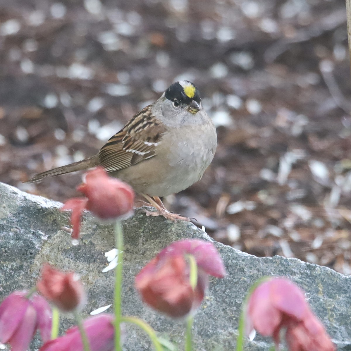 Golden-crowned Sparrow - Scott Denkers