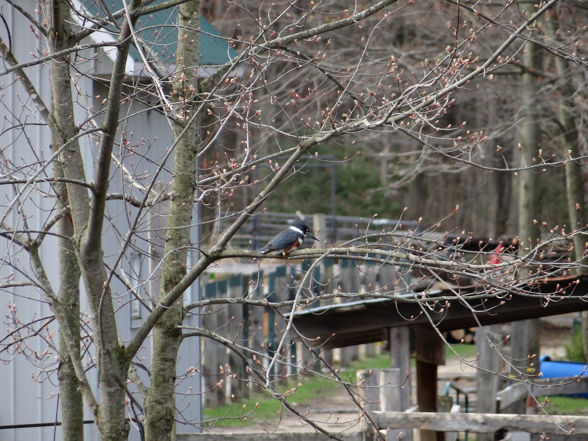 Belted Kingfisher - ML618177769