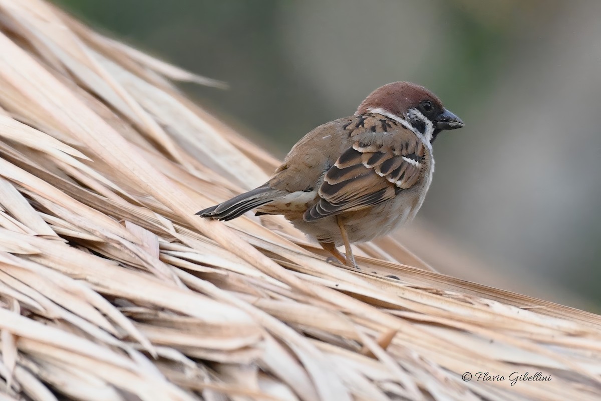 Eurasian Tree Sparrow - ML618177788