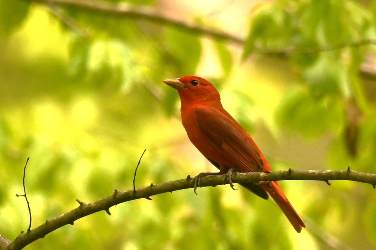 Summer Tanager - ML618177789