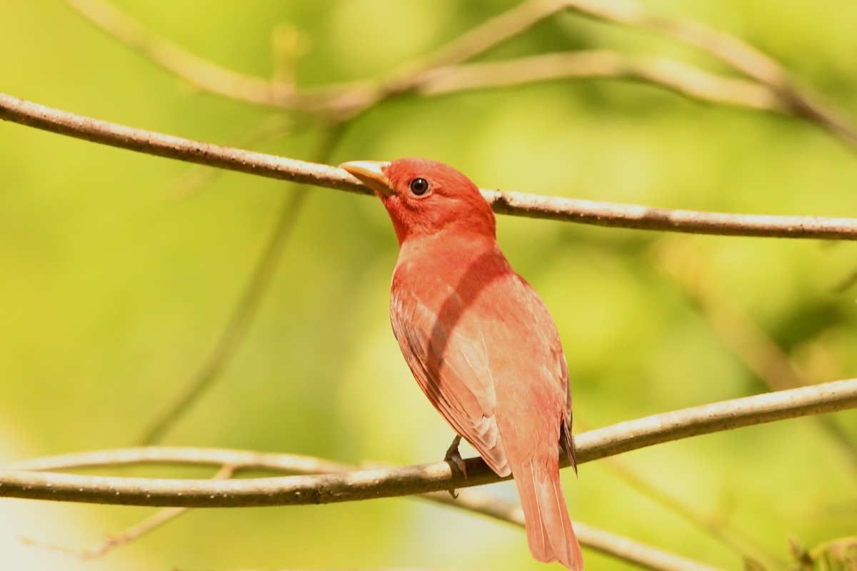 Summer Tanager - ML618177795