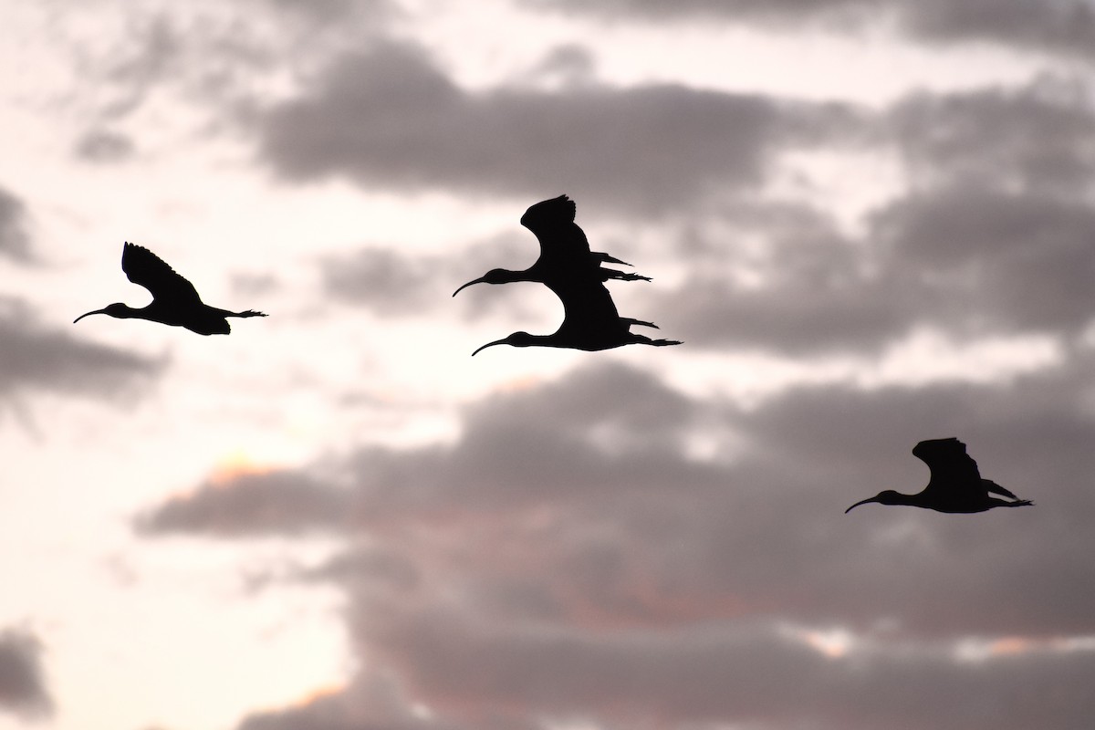 White-faced Ibis - Holly Jackson