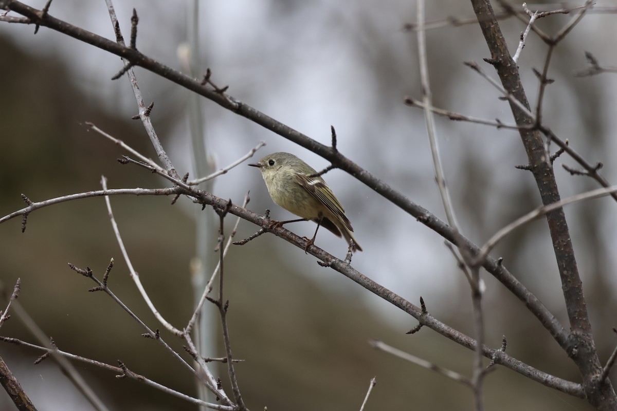 Ruby-crowned Kinglet - ML618177838