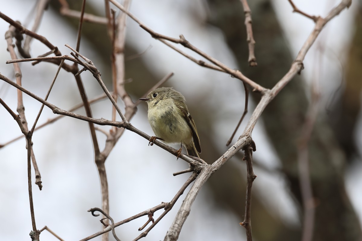 Ruby-crowned Kinglet - ML618177853