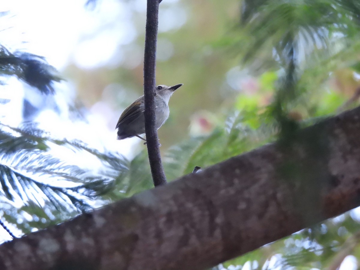 Smoky-fronted Tody-Flycatcher - ML618177864