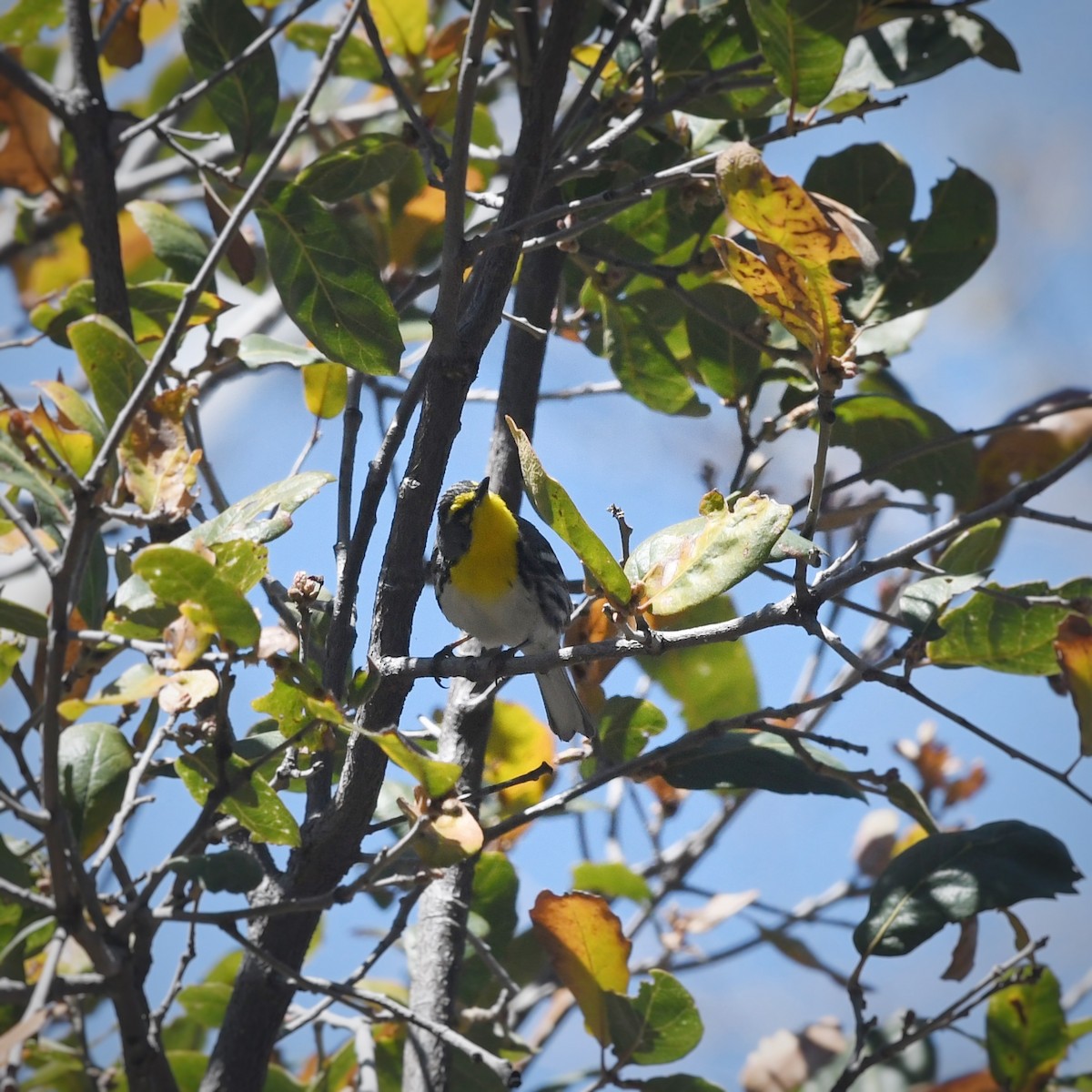 Grace's Warbler - ML618177872