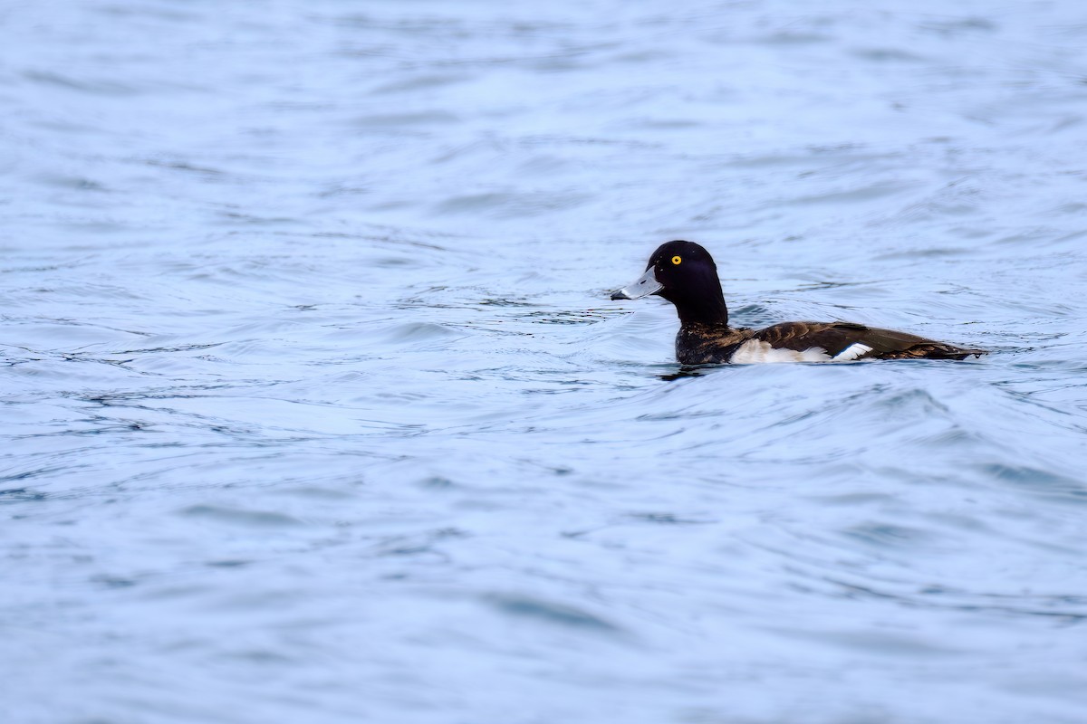 Tufted Duck - Gregory Tortissier