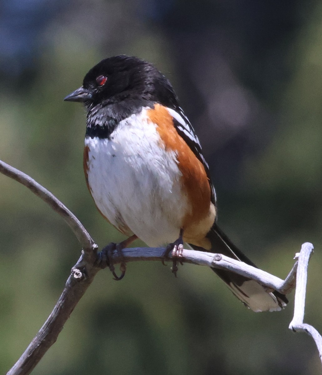 Spotted Towhee - Jim Parker