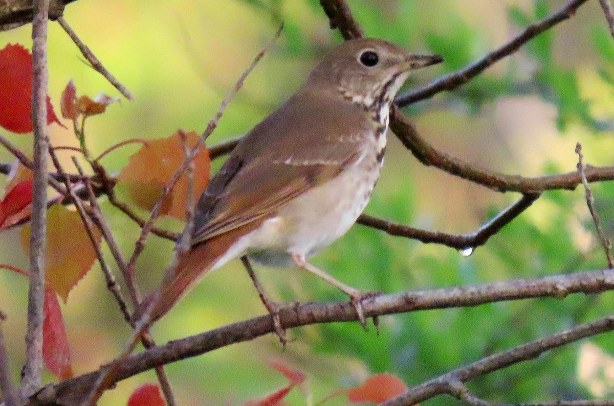 Hermit Thrush - ML618177988