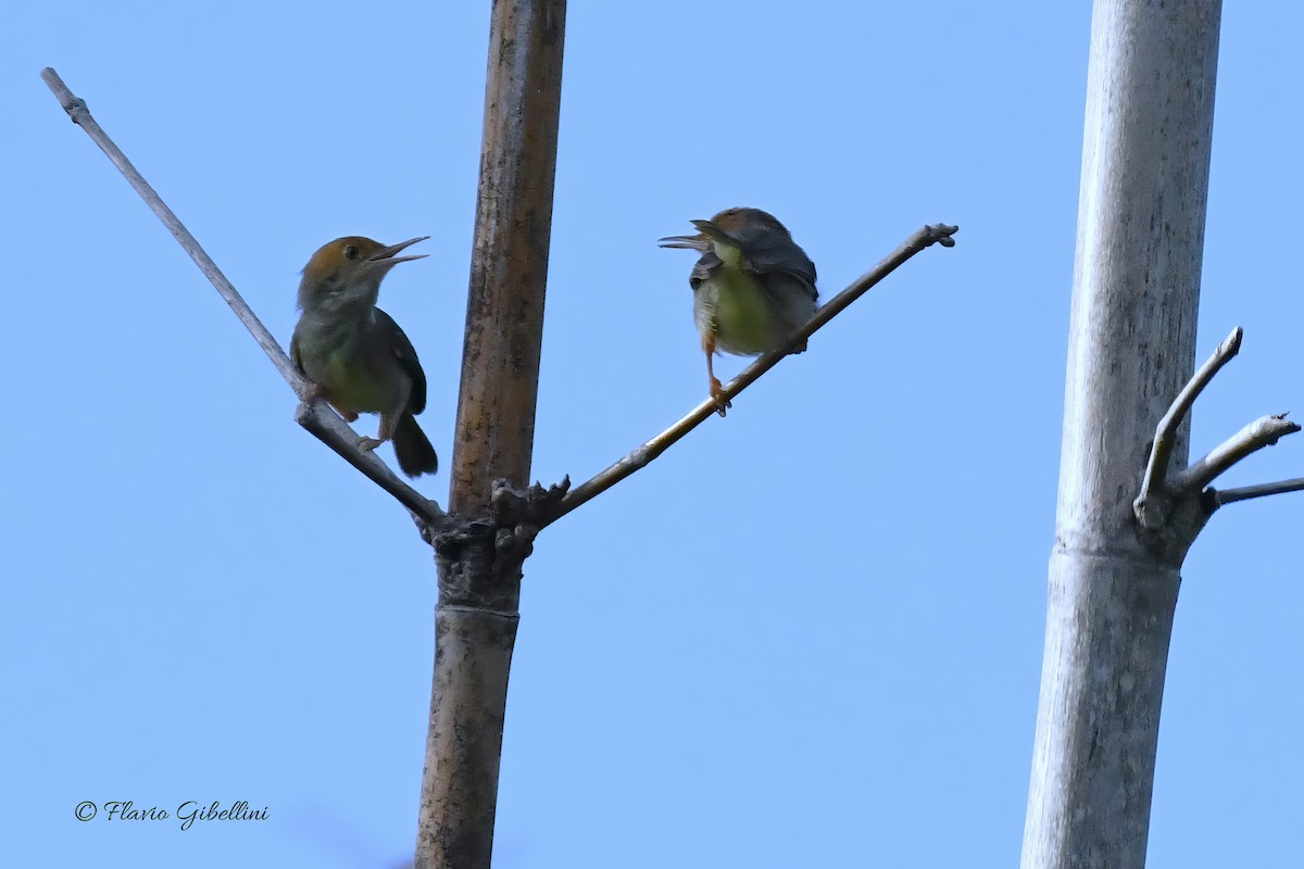 Olive-backed Tailorbird - ML618177989