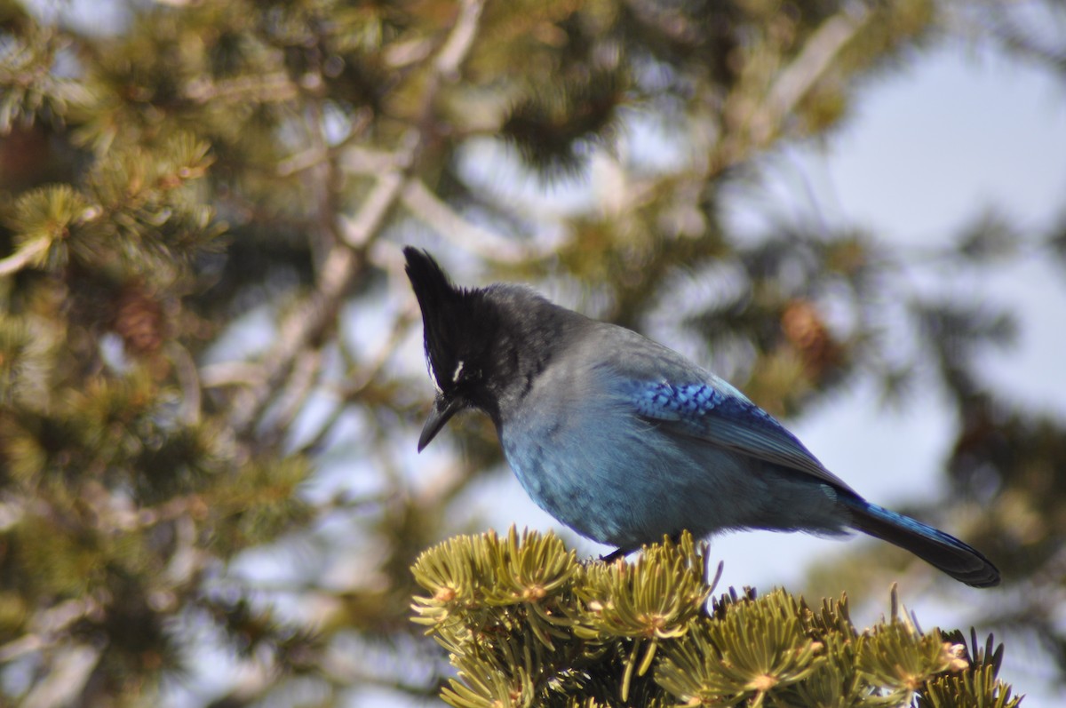 Steller's Jay - Tommie Rogers