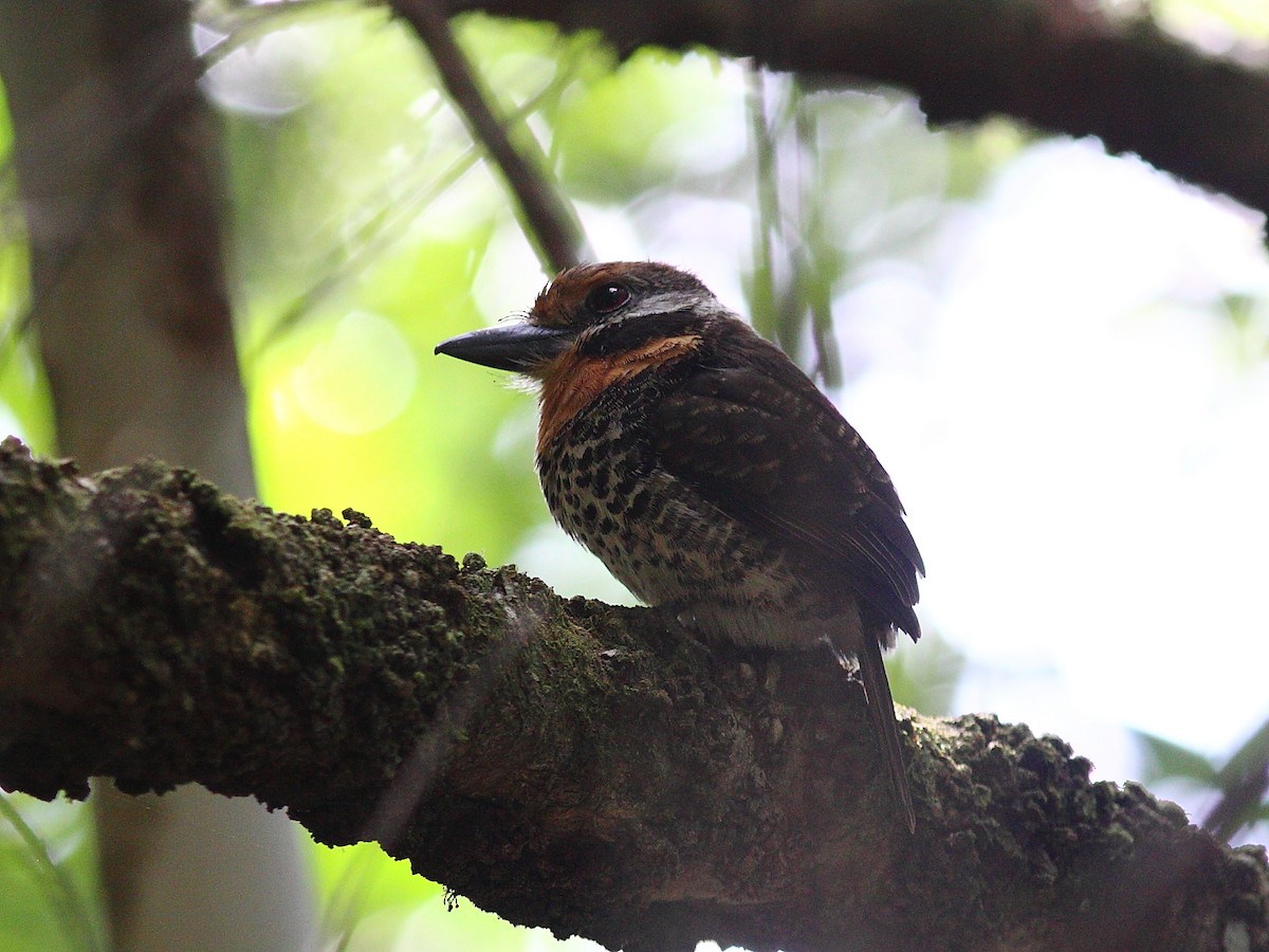 Spotted Puffbird - Tim Boucher