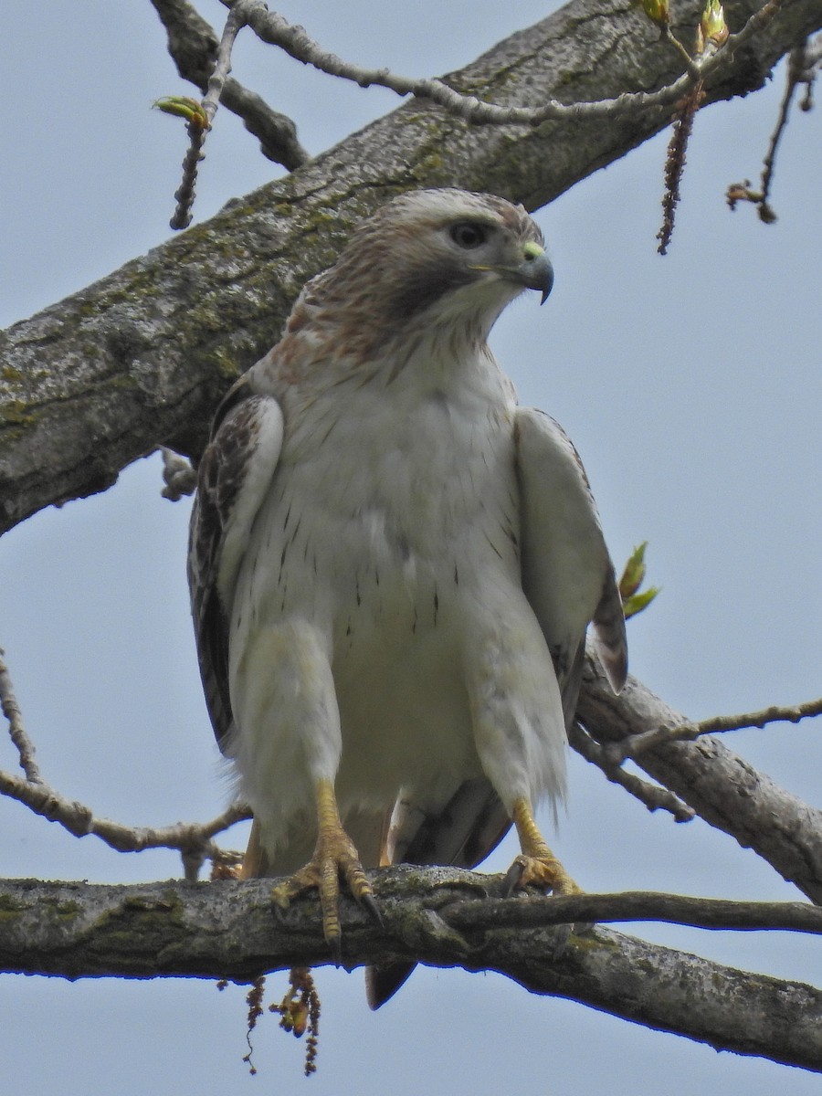Red-tailed Hawk - ML618178005